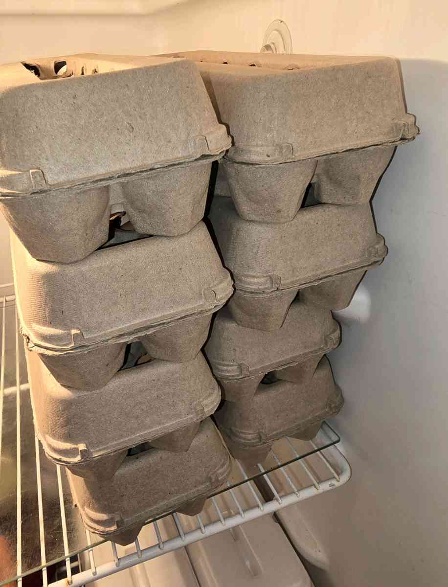 Fresh Fresh ferterilized eggs - Gainesville, Florida - FleaMarketBay