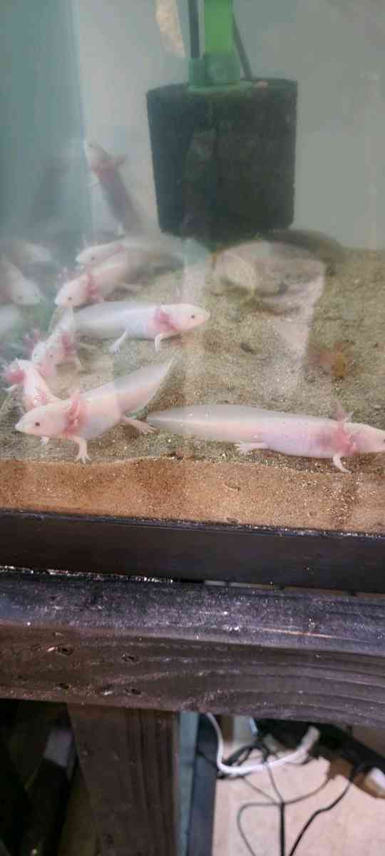 Fish Tank - Cudahy, Wisconsin - FleaMarketBay