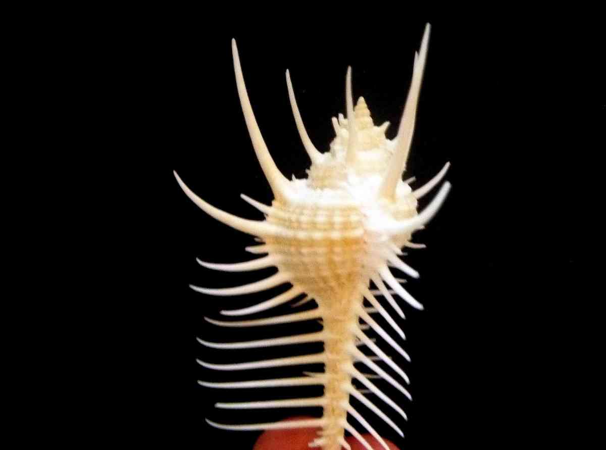 Venus comb murex 3 and 6 sizes exotic shell seashells beach - Biddeford, Maine - FleaMarketBay