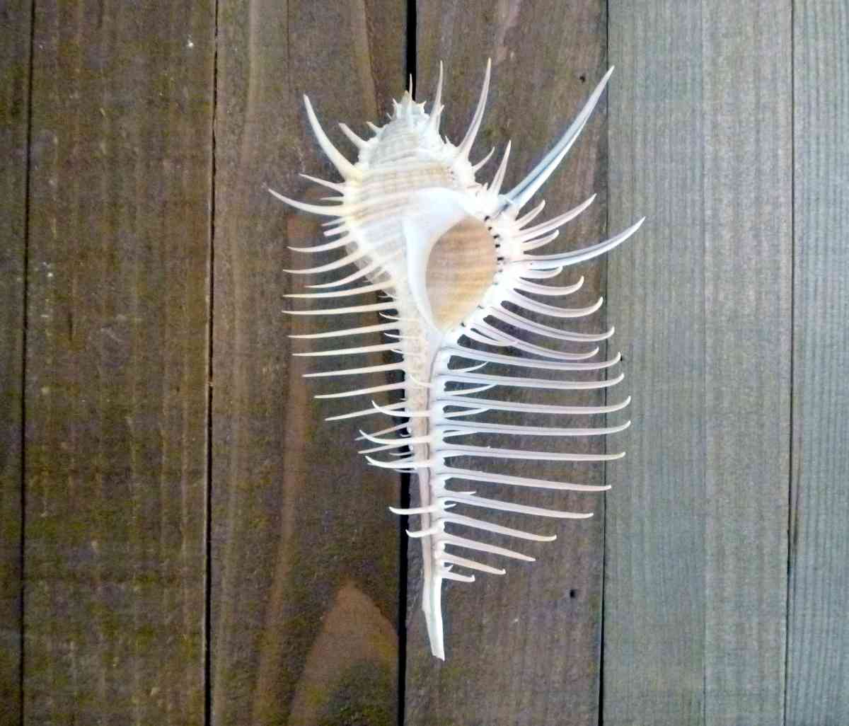 Venus comb murex 3 and 6 sizes exotic shell seashells beach - Biddeford, Maine - FleaMarketBay