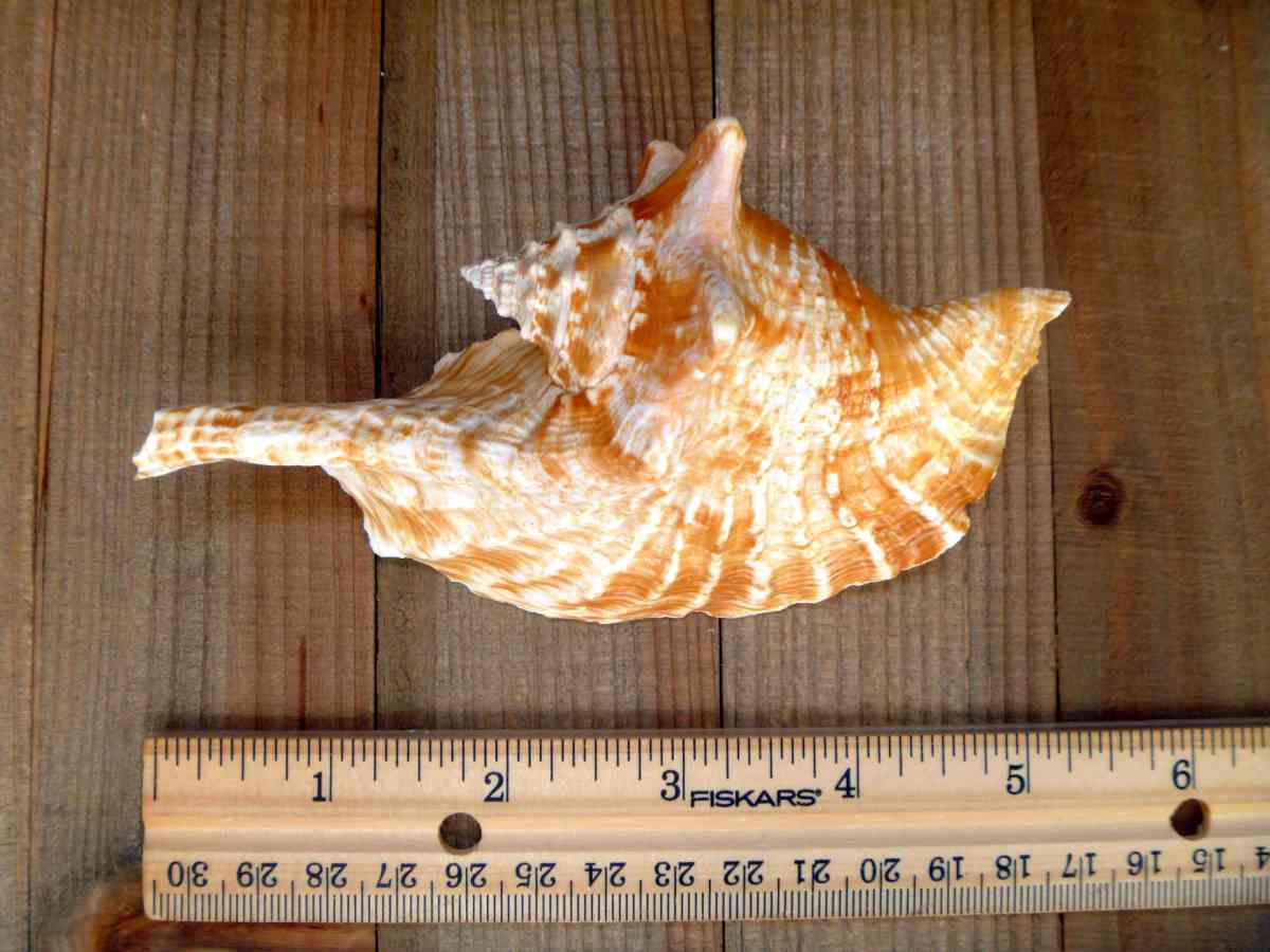 Rooster conch 6 strombus gallus roostertail shells seashells - Biddeford, Maine - FleaMarketBay