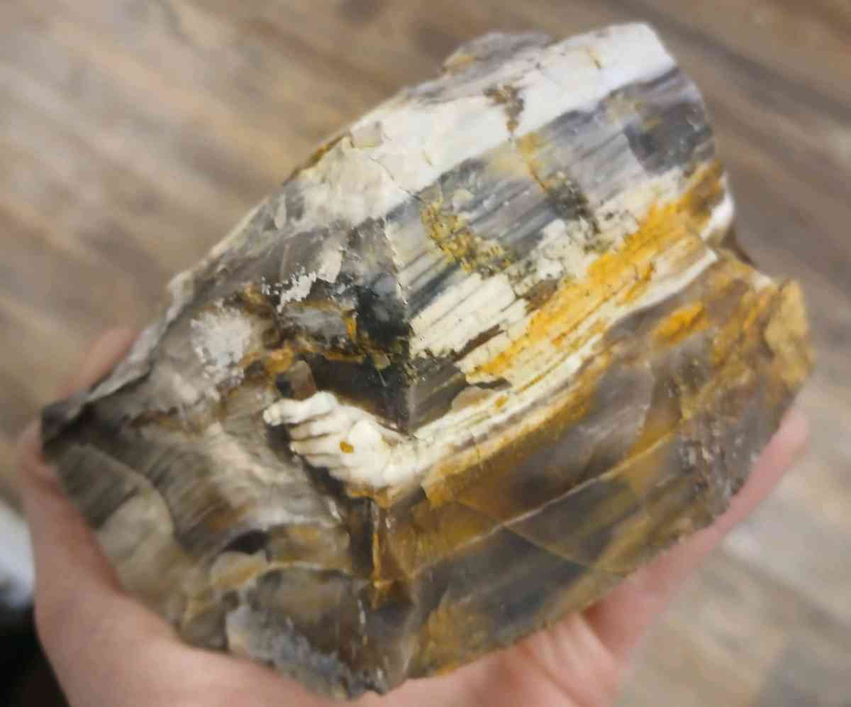 petrified wood - Pendleton, Oregon - FleaMarketBay