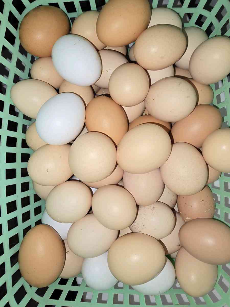 Fresh Fresh ferterilized eggs - Gainesville, Florida - FleaMarketBay