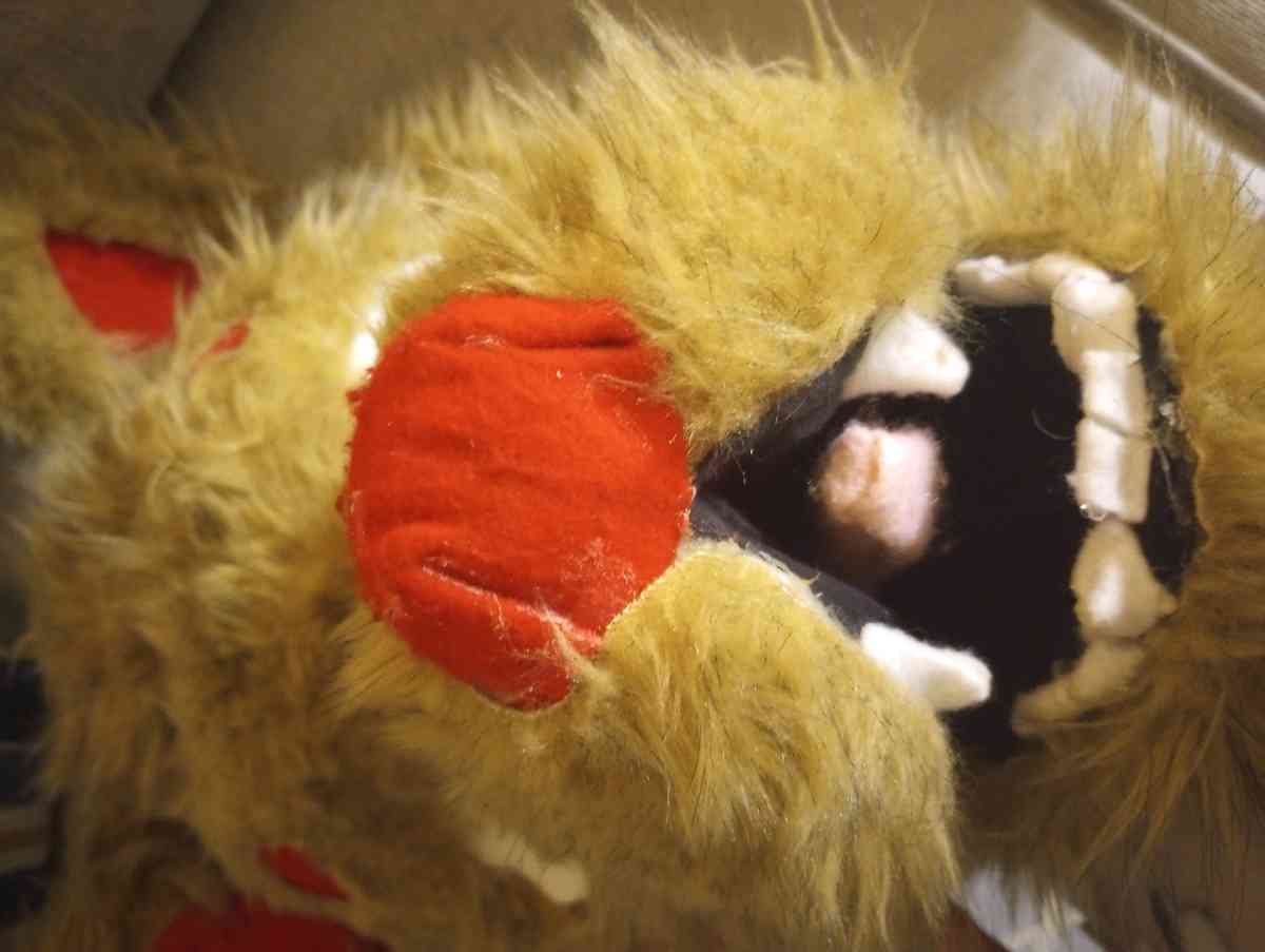 Mascot Wolf Head - Naugatuck, Connecticut - FleaMarketBay