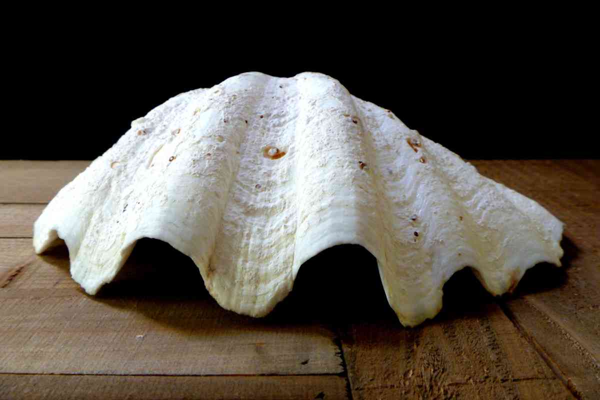 Tridacna Gigas 9 inches vintage Giant Clam half shell - Biddeford, Maine - FleaMarketBay