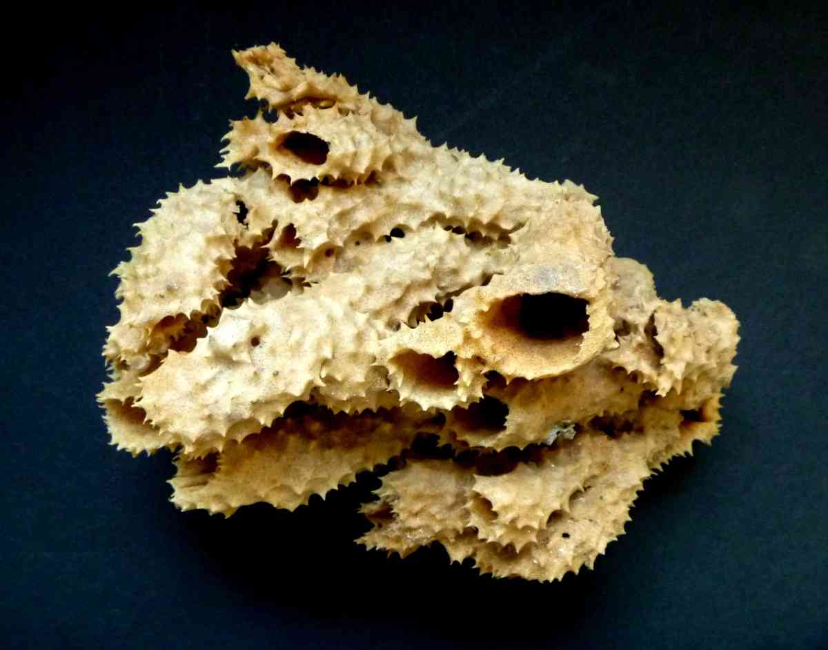 Brown tube sponge sea sponges exotic ocean beach decor - Biddeford, Maine - FleaMarketBay