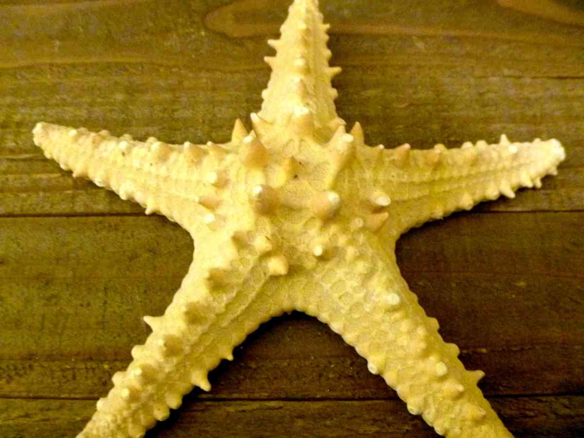 Knobby jungle starfish 6  7 natural long spines - Biddeford, Maine - FleaMarketBay