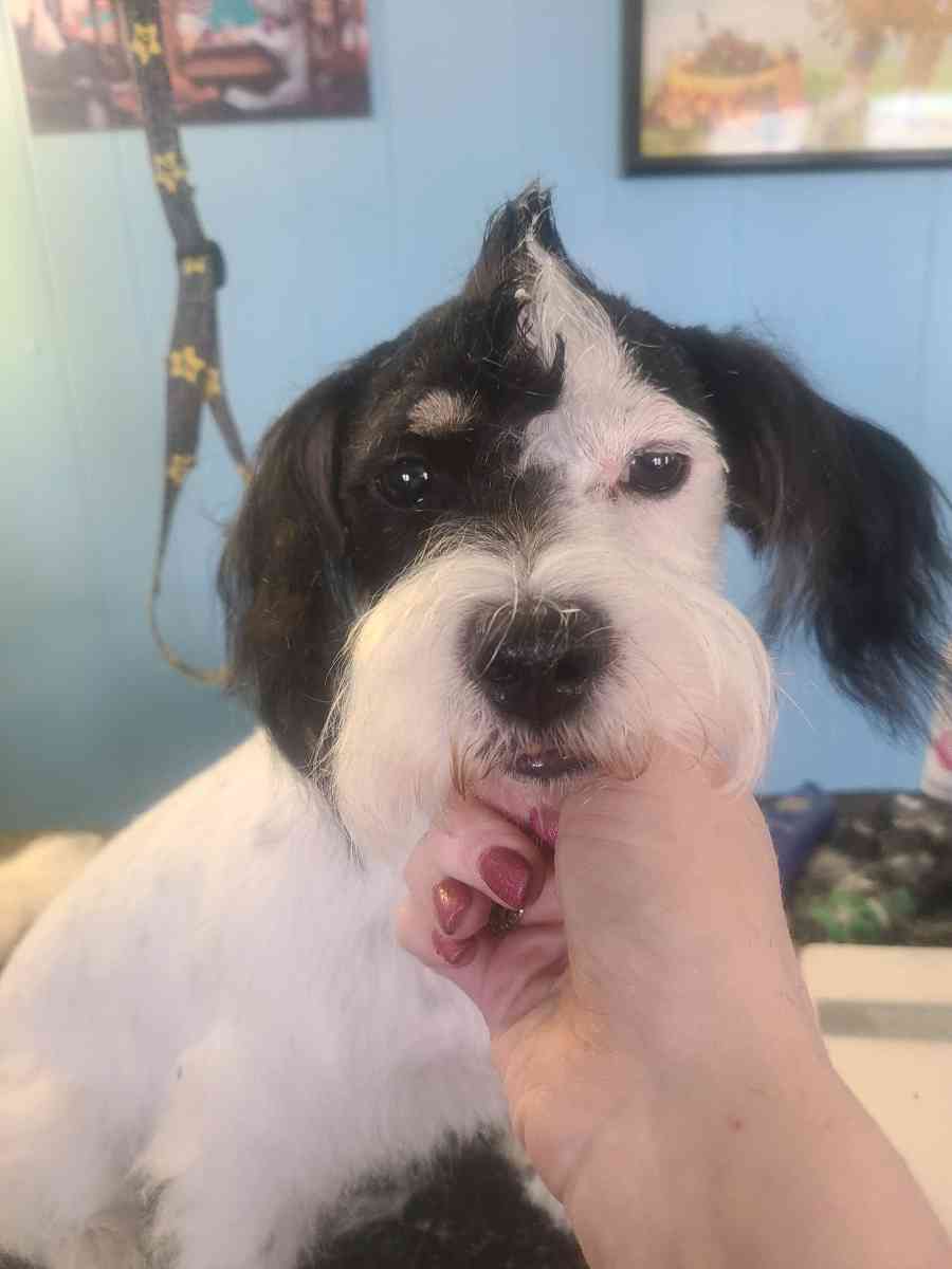 pet grooming - Tulsa, Oklahoma - FleaMarketBay