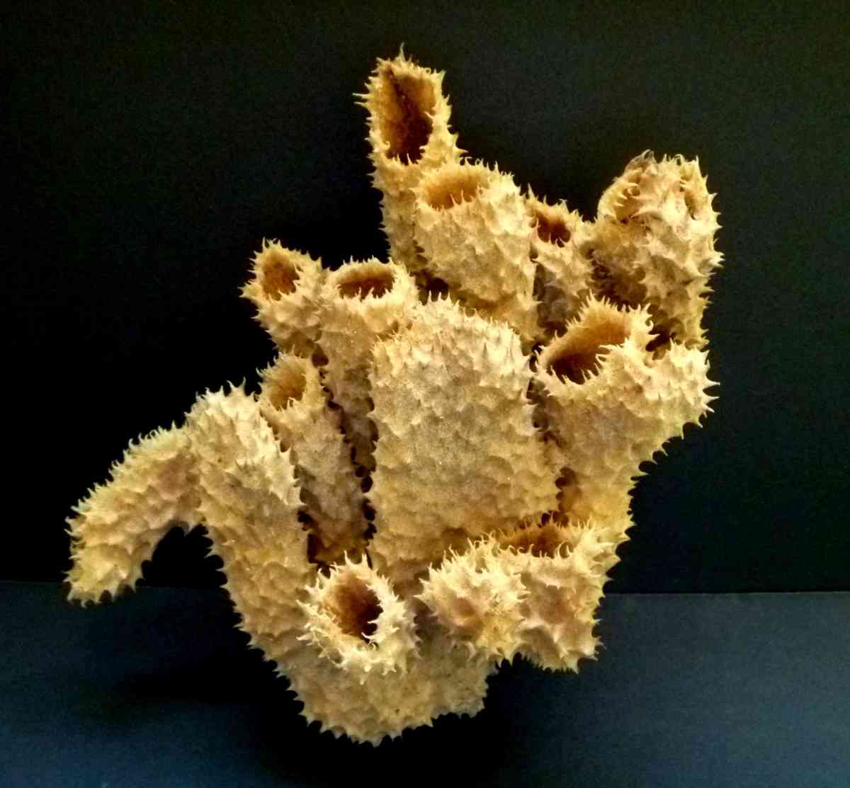 Brown tube sponge sea sponges exotic ocean beach decor - Biddeford, Maine
