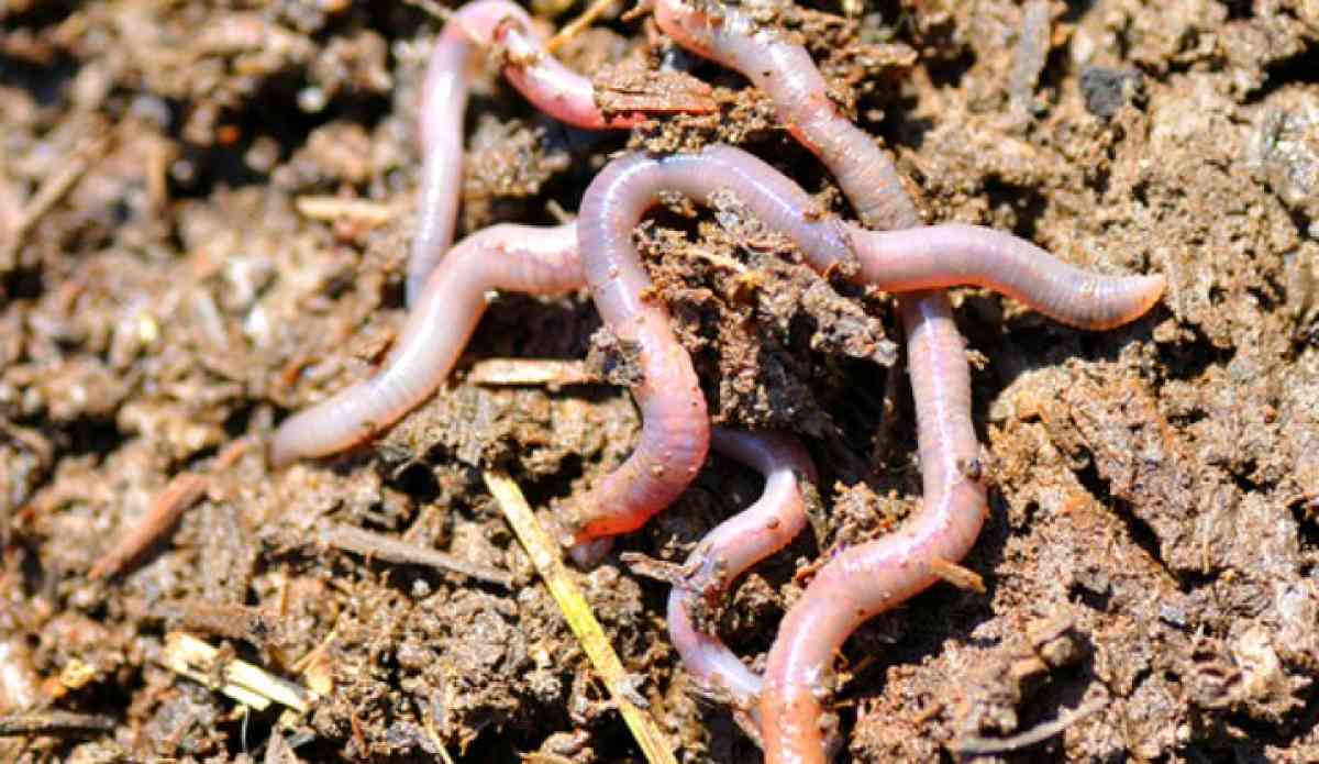 garden and compost worms and night crawlers