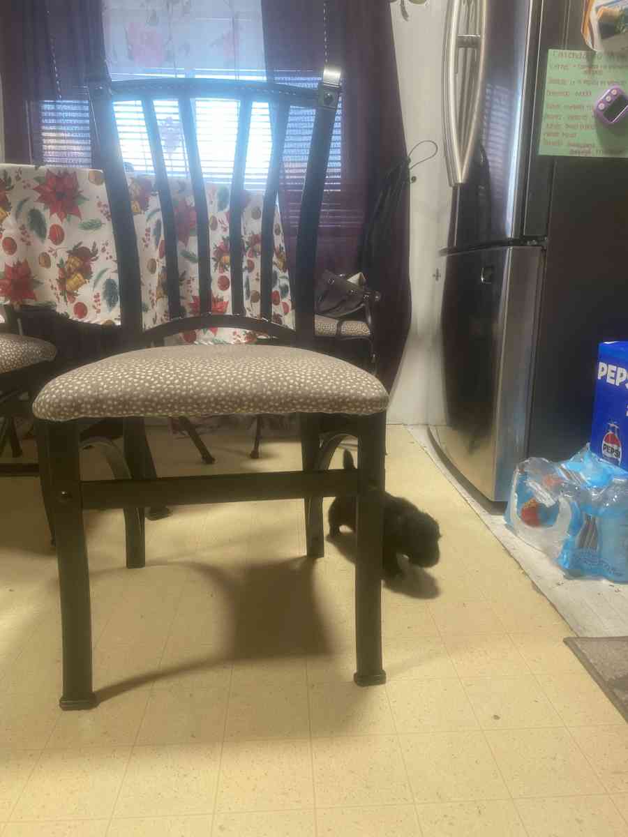 Shih tzu - Corona, California - FleaMarketBay