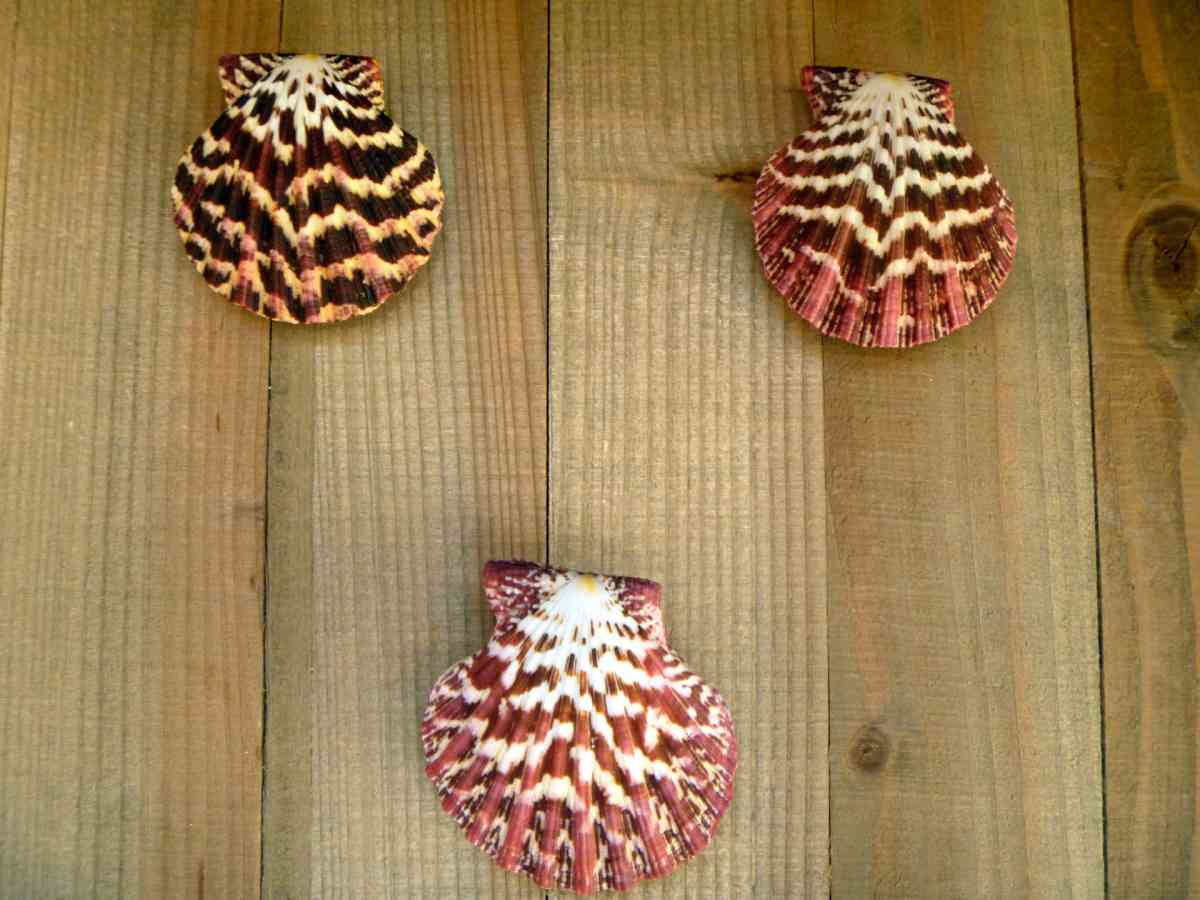 Royal Cloak Scallop Seashell 2 Red Purple Pecten Pallium - Biddeford, Maine - FleaMarketBay