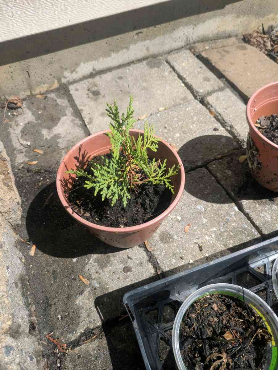 arborvitis the gaint and golden - Abington, Pennsylvania