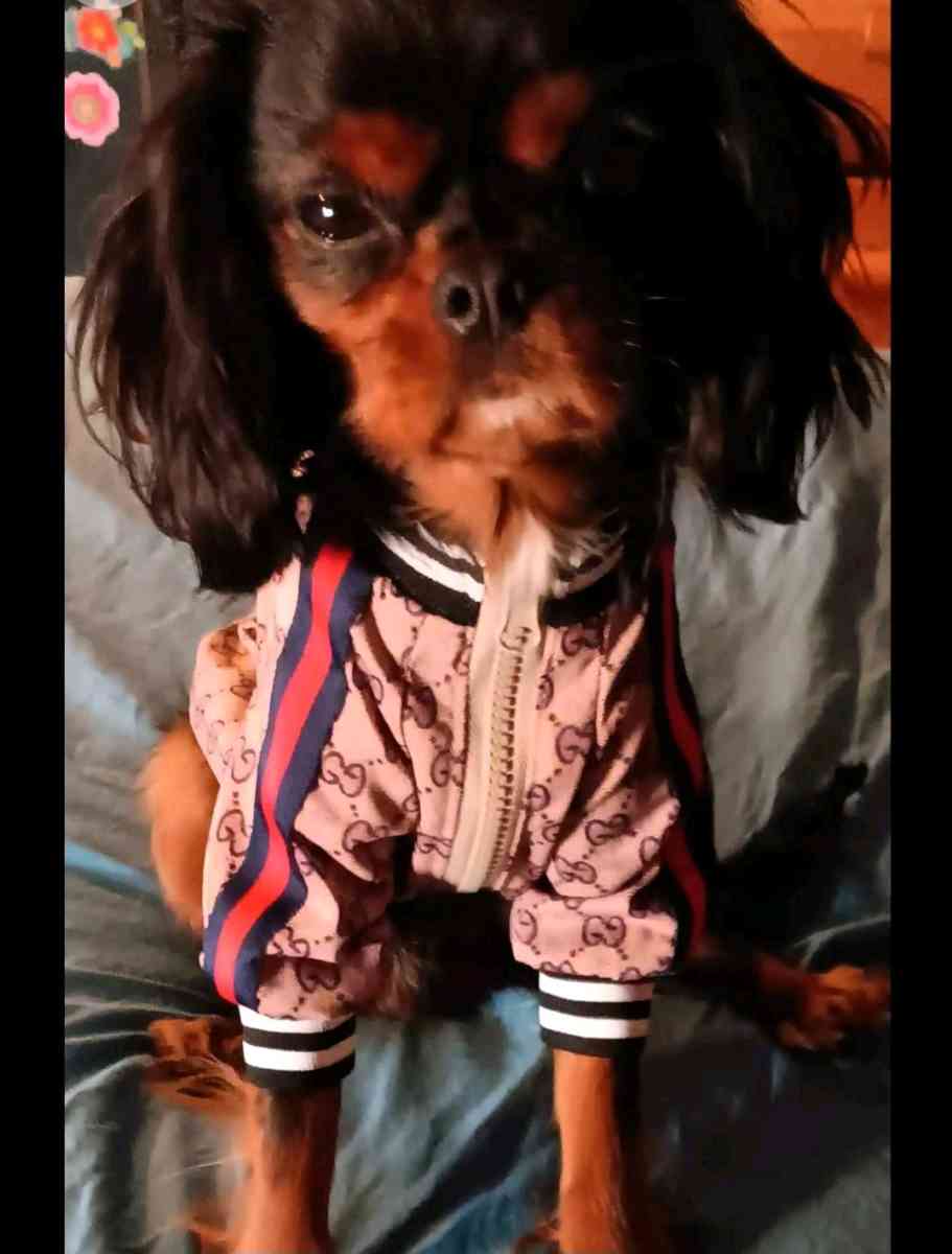 DOG JACKET  WITH GUCCI PRINT - Elysburg, Pennsylvania - FleaMarketBay