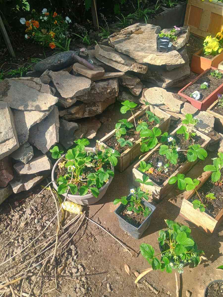 Beautiful live flower boxes tools much more - Salem, Oregon - FleaMarketBay