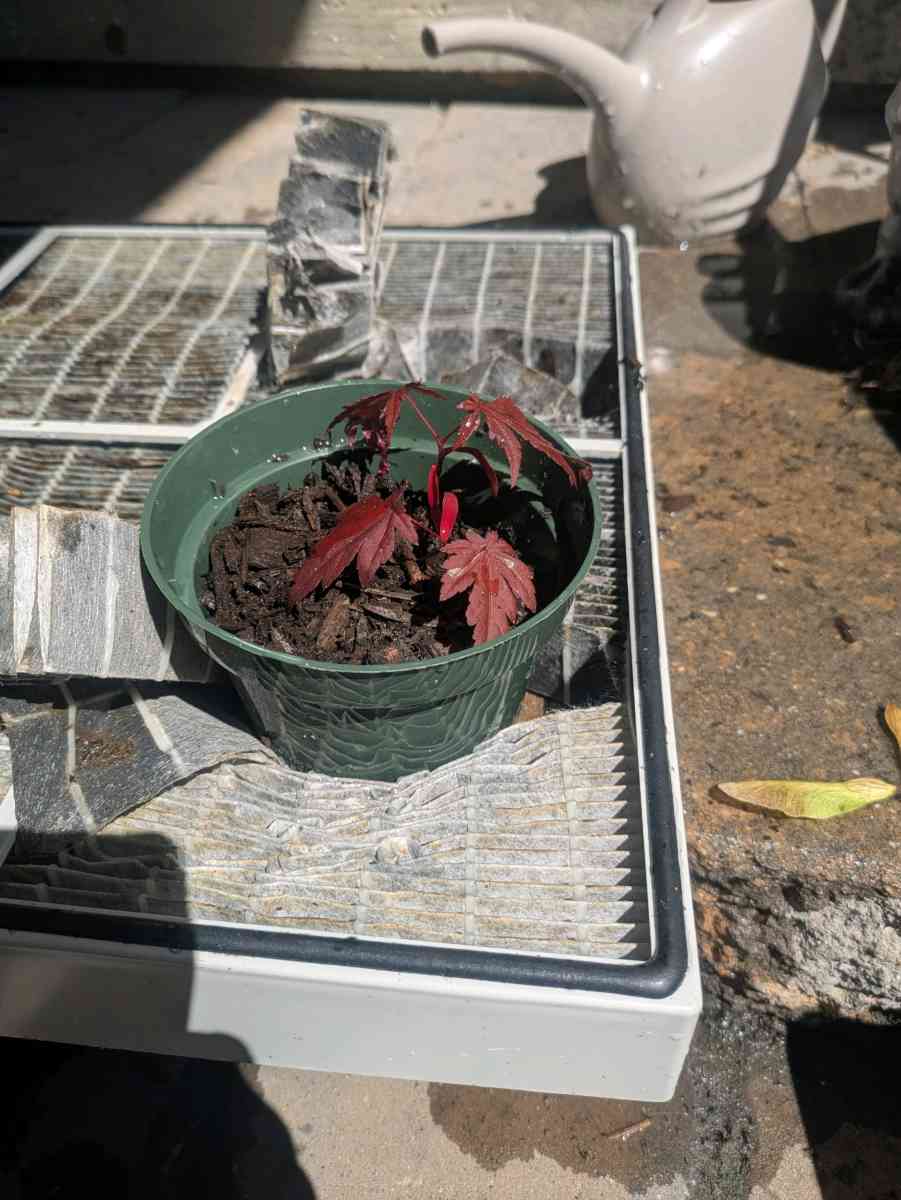 red maples - Abington, Pennsylvania