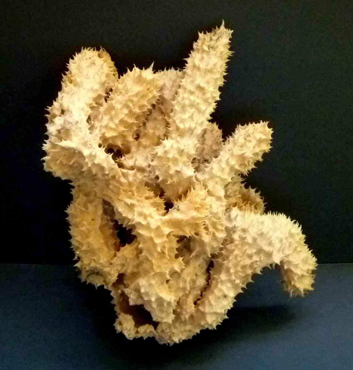 Brown tube sponge sea sponges exotic ocean beach decor - Biddeford, Maine - FleaMarketBay