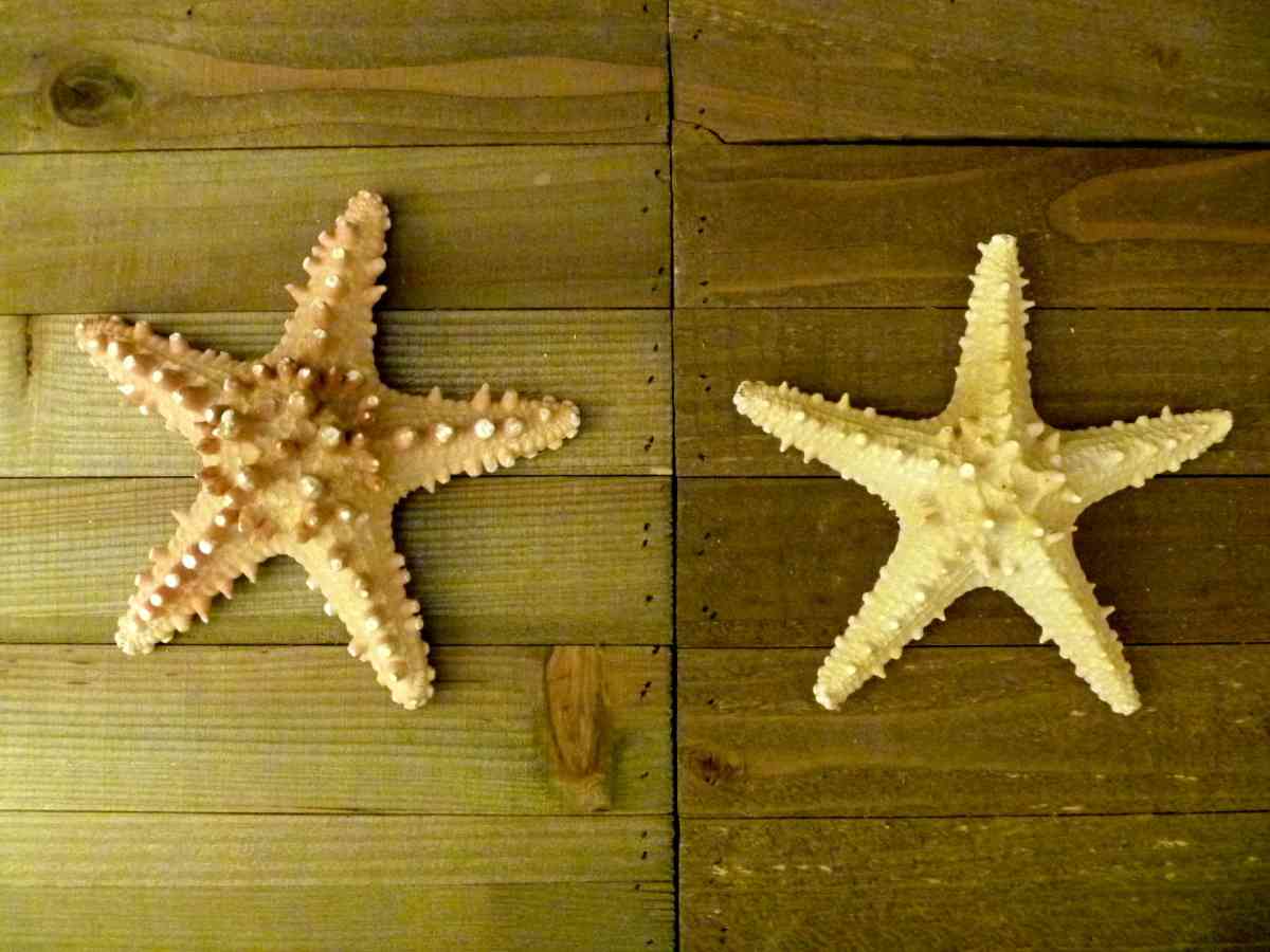 Knobby jungle starfish 6  7 natural long spines - Biddeford, Maine