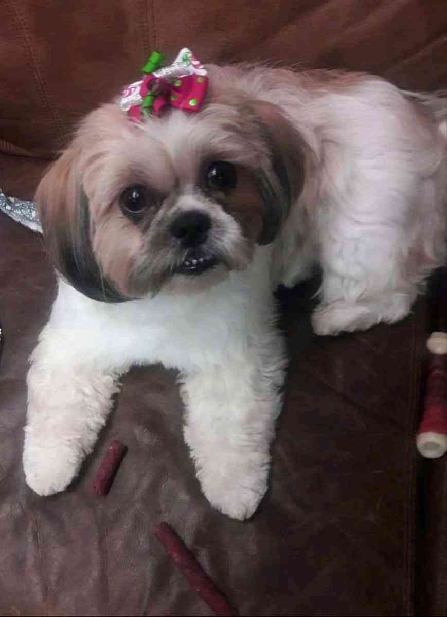 pet grooming - Tulsa, Oklahoma - FleaMarketBay