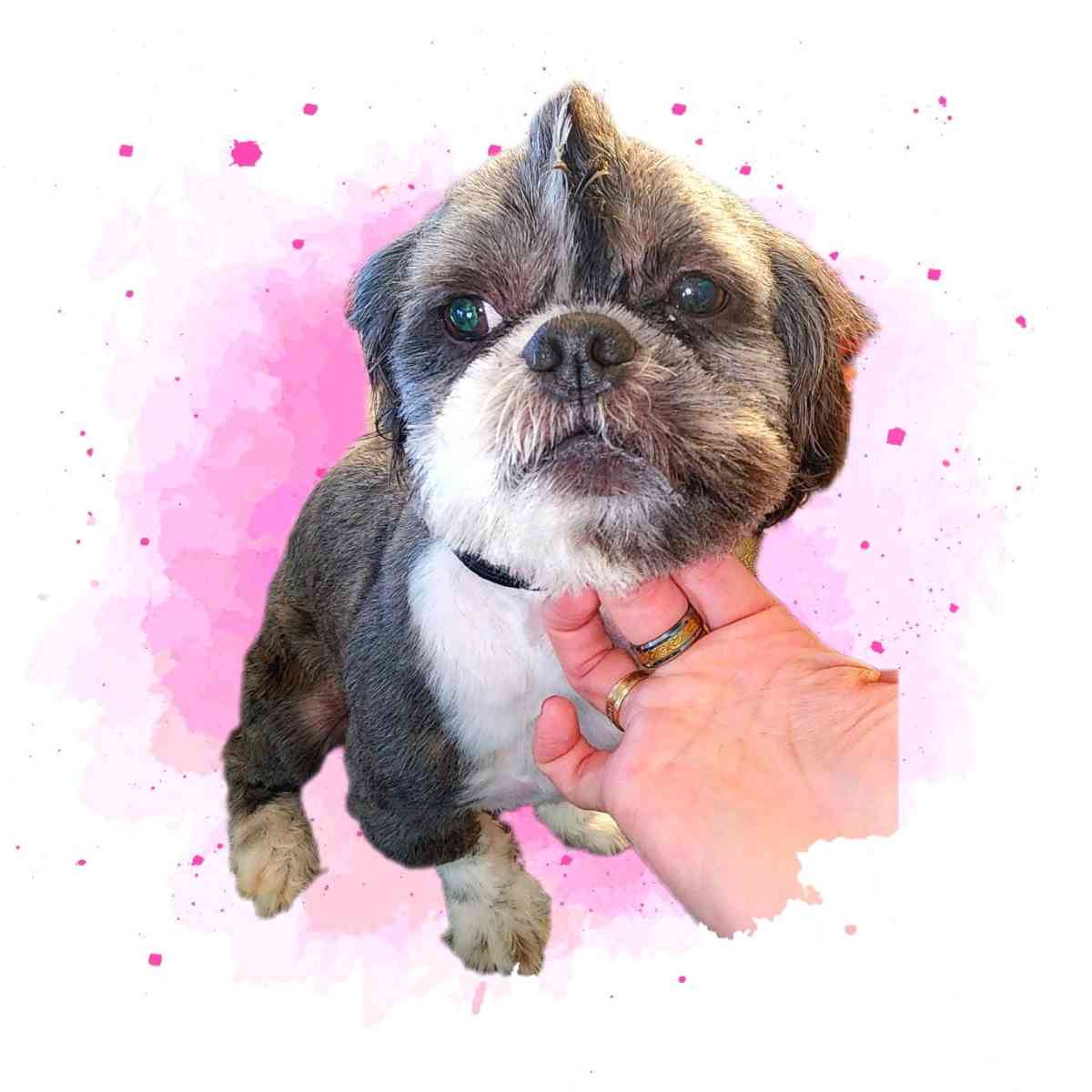 pet grooming - Tulsa, Oklahoma - FleaMarketBay