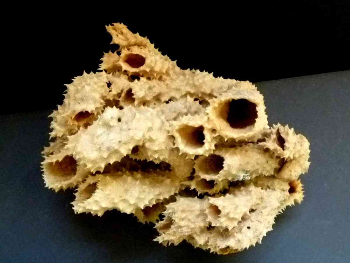 Brown tube sponge sea sponges exotic ocean beach decor - Biddeford, Maine - FleaMarketBay