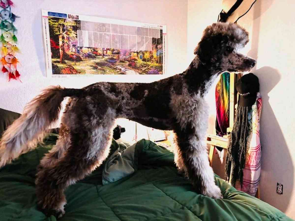 pet grooming - Tulsa, Oklahoma - FleaMarketBay