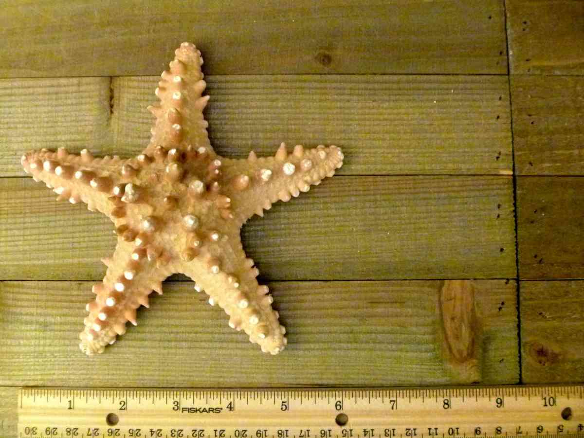 Knobby jungle starfish 6  7 natural long spines - Biddeford, Maine - FleaMarketBay