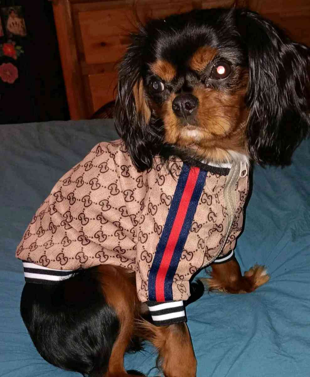 DOG JACKET  WITH GUCCI PRINT - Elysburg, Pennsylvania