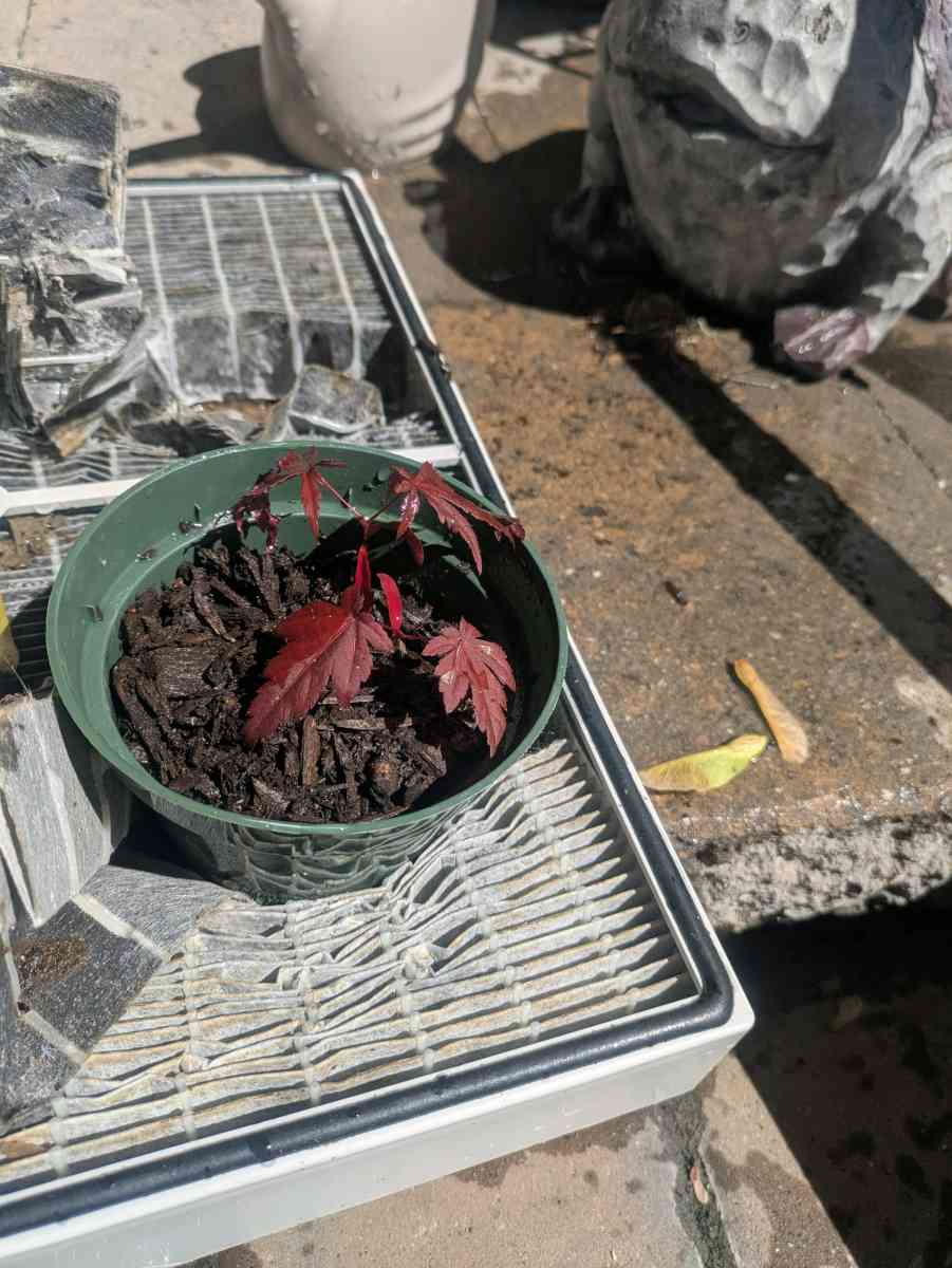 red maples - Abington, Pennsylvania - FleaMarketBay