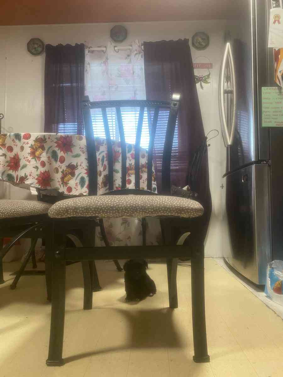 Shih tzu - Corona, California - FleaMarketBay