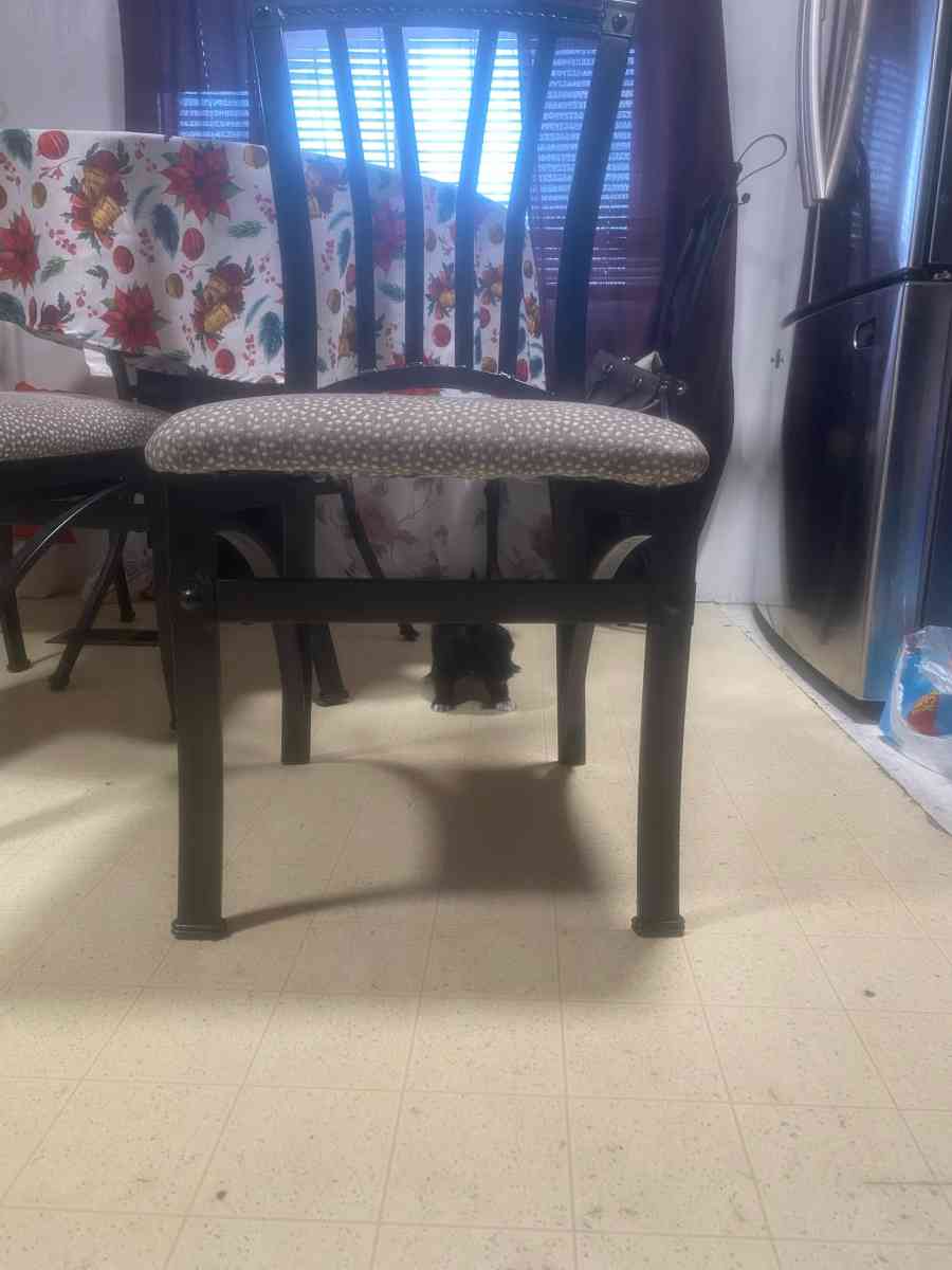 Shih tzu - Corona, California