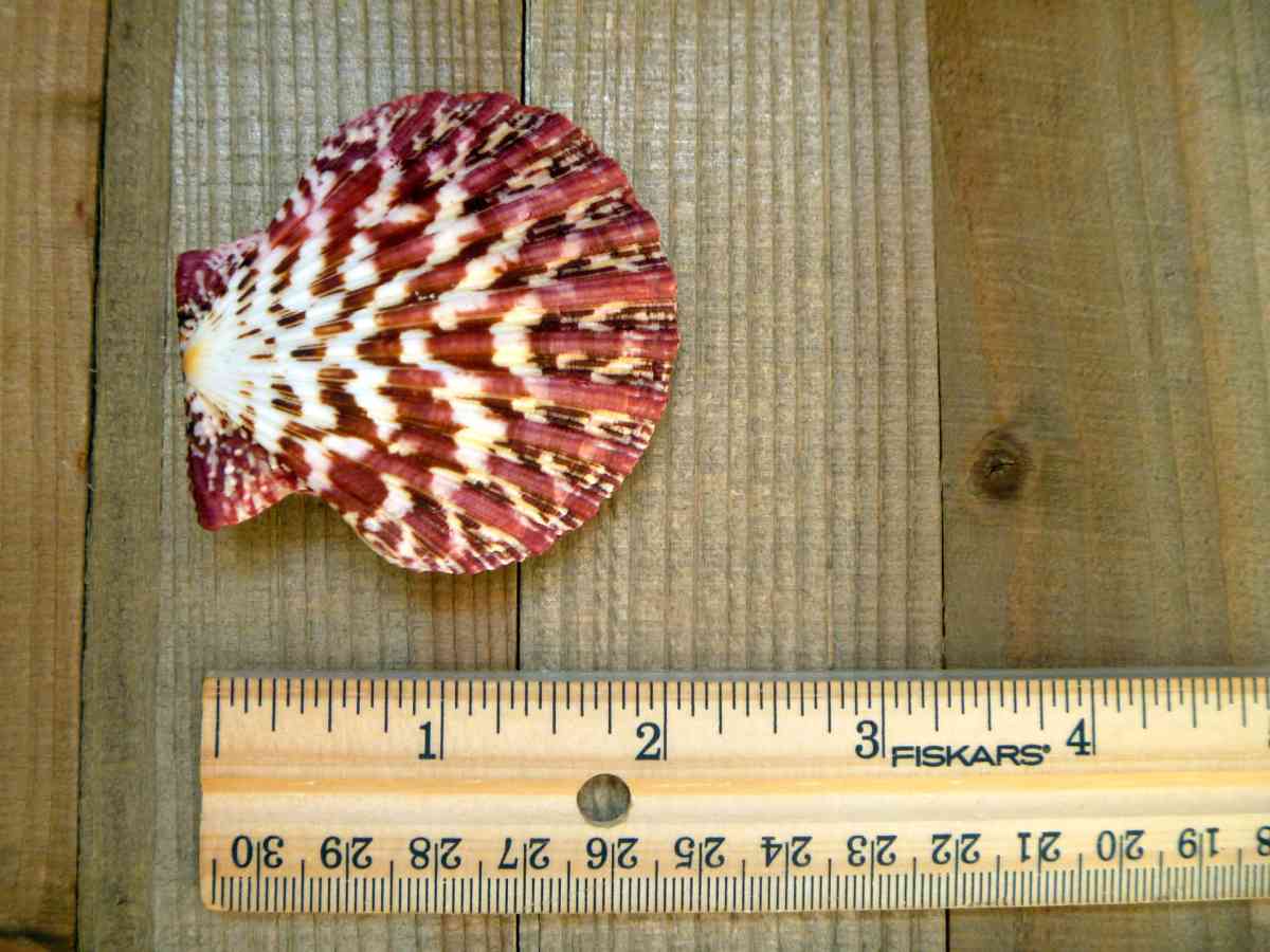 Royal Cloak Scallop Seashell 2 Red Purple Pecten Pallium - Biddeford, Maine
