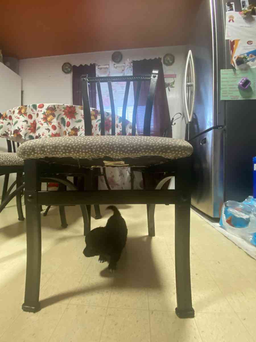 Shih tzu - Corona, California - FleaMarketBay