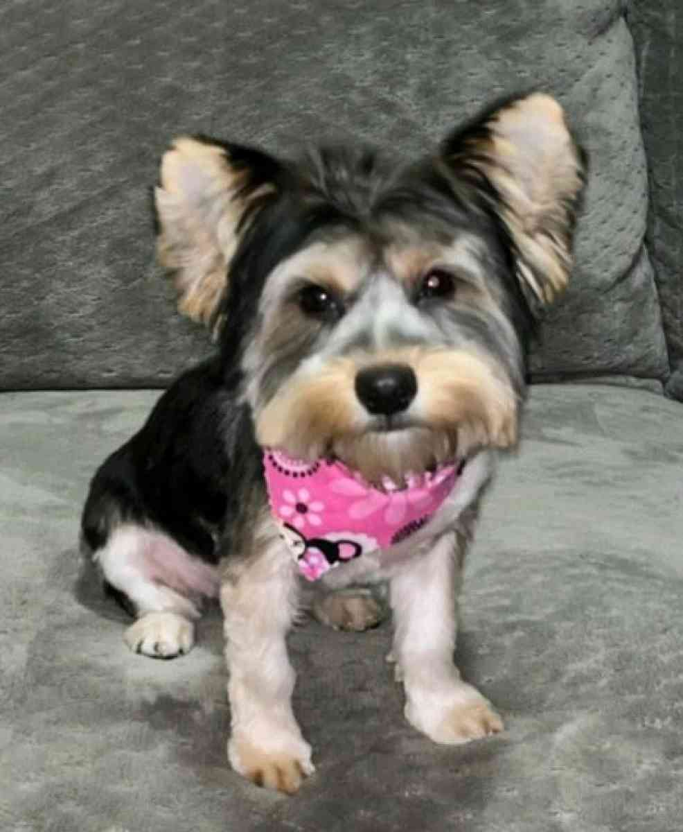 pet grooming - Tulsa, Oklahoma - FleaMarketBay