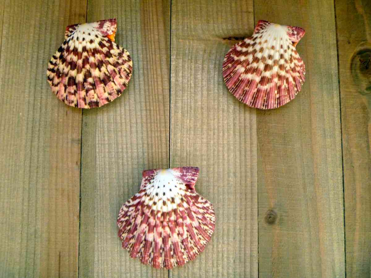 Royal Cloak Scallop Seashell 2 Red Purple Pecten Pallium - Biddeford, Maine - FleaMarketBay