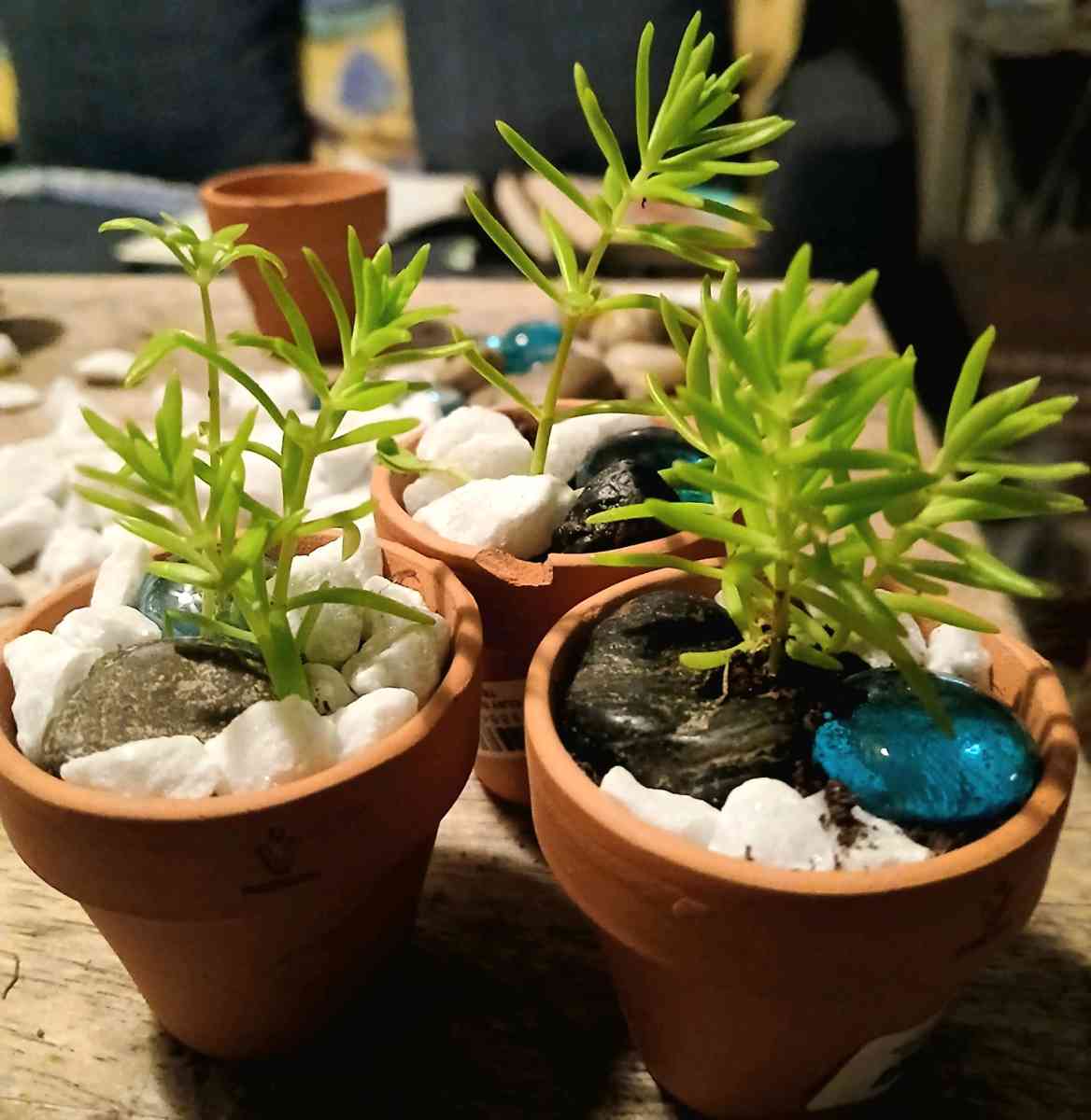 succulents and ground cover plants - Lake Placid, Florida - FleaMarketBay