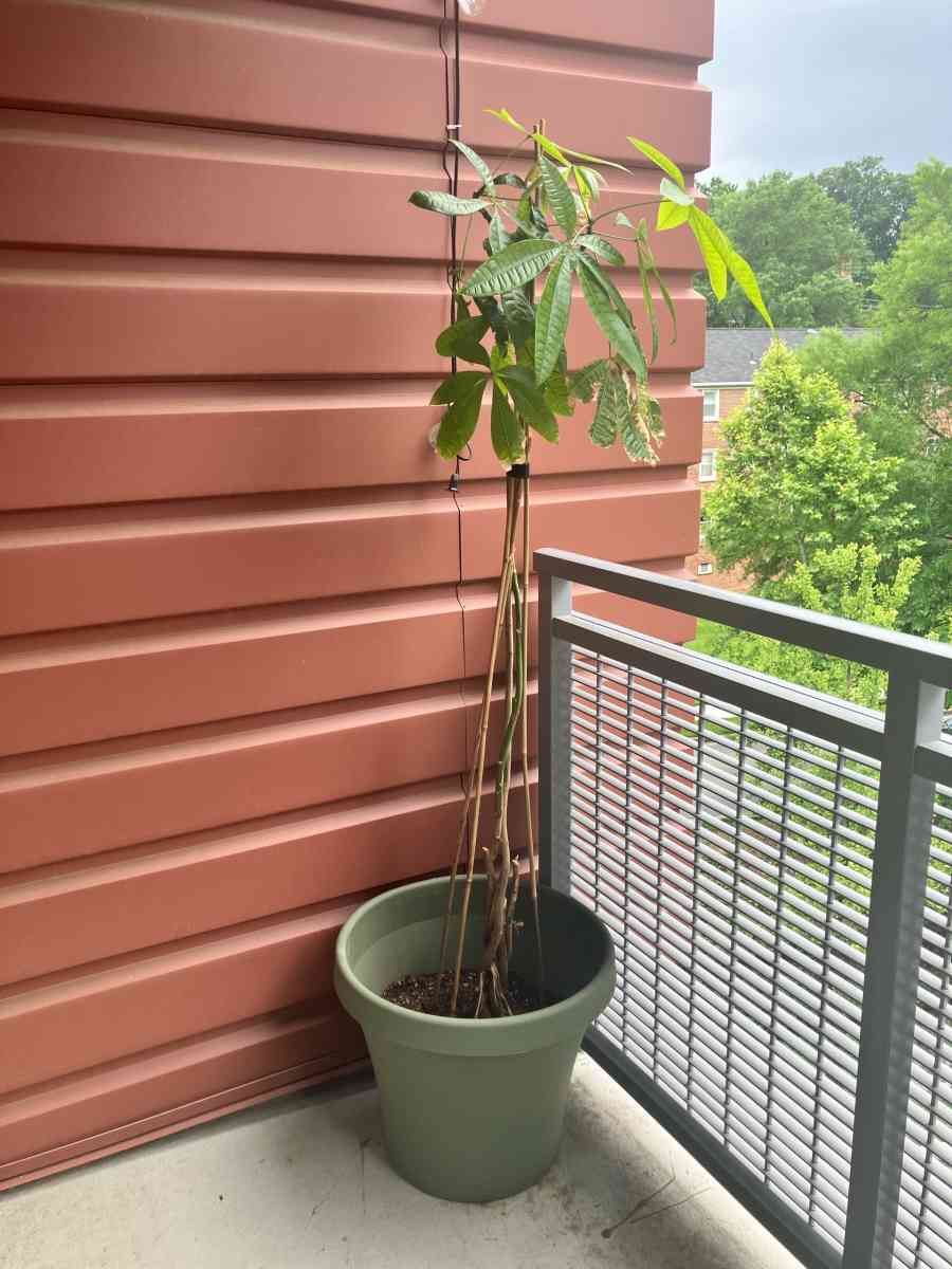 large plant with planter pot - College Park, Maryland - FleaMarketBay