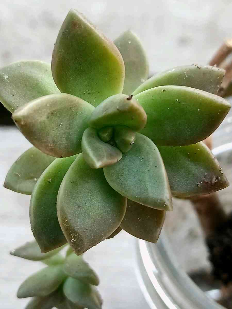Milkweed and succulents - Lake Placid, Florida - FleaMarketBay