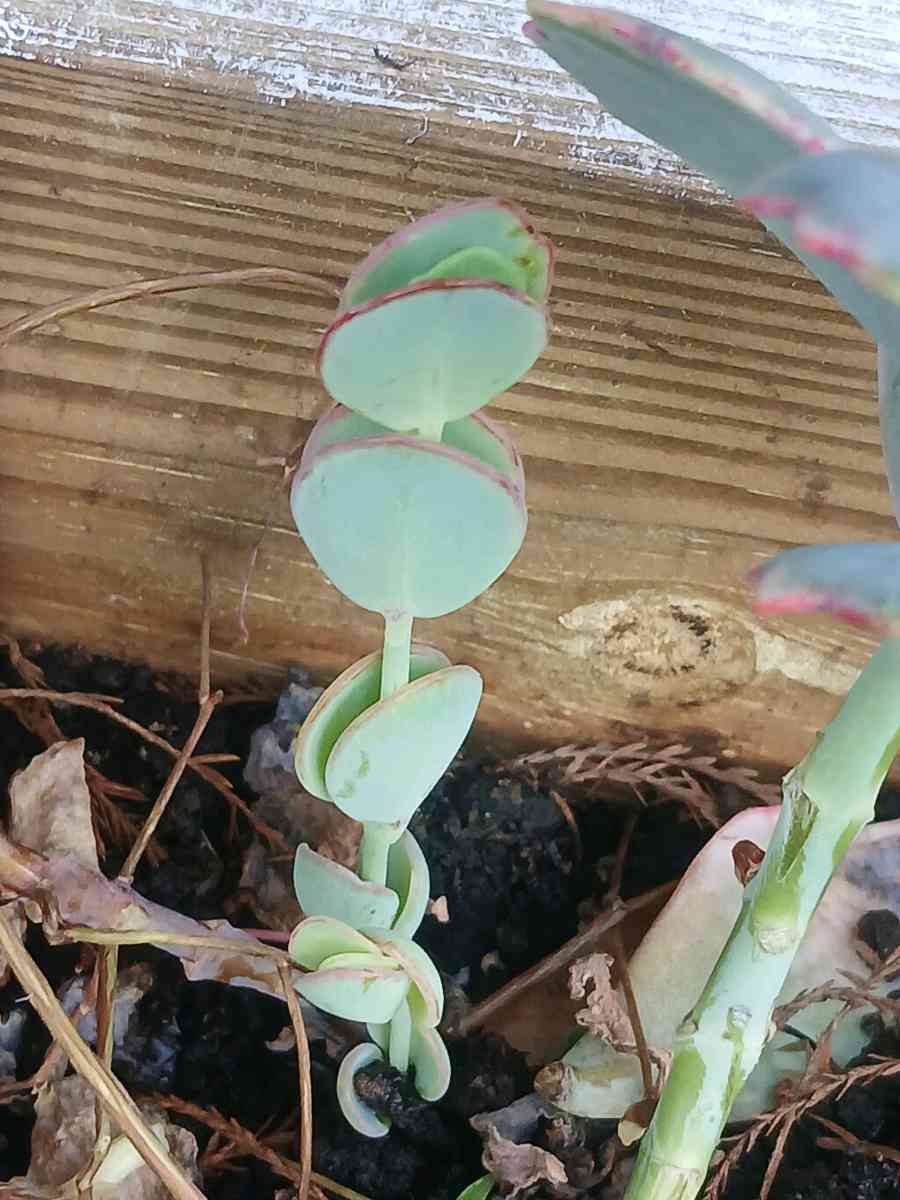Milkweed and succulents - Lake Placid, Florida - FleaMarketBay