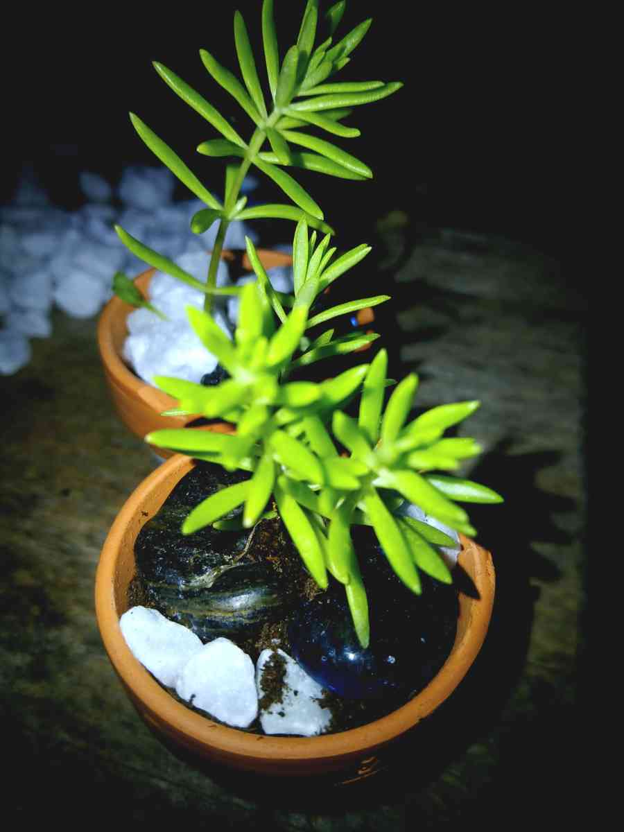 succulents and ground cover plants - Lake Placid, Florida - FleaMarketBay