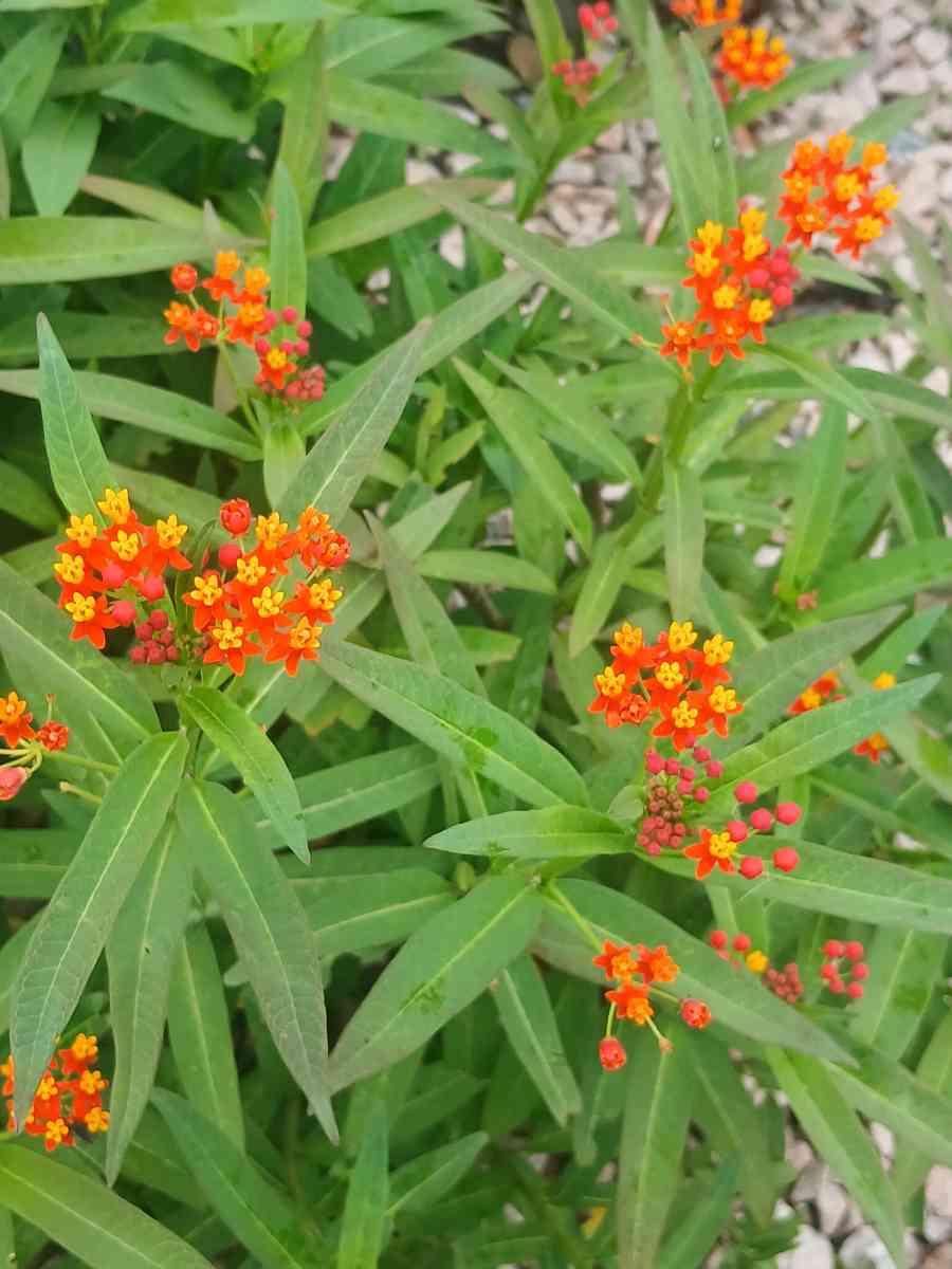 Milkweed and succulents - Lake Placid, Florida
