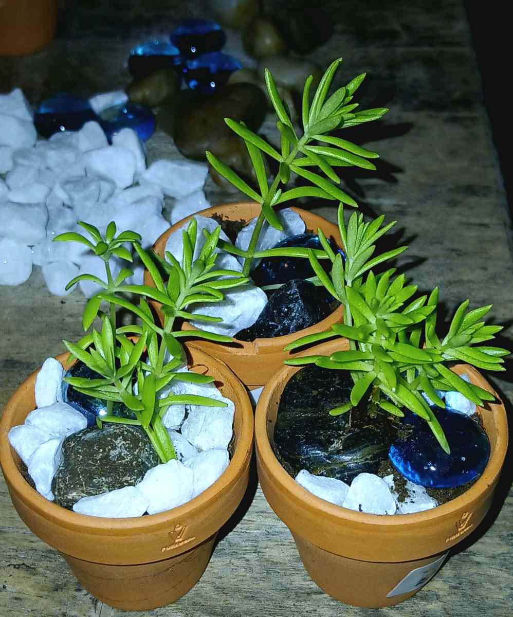 succulents and ground cover plants - Lake Placid, Florida