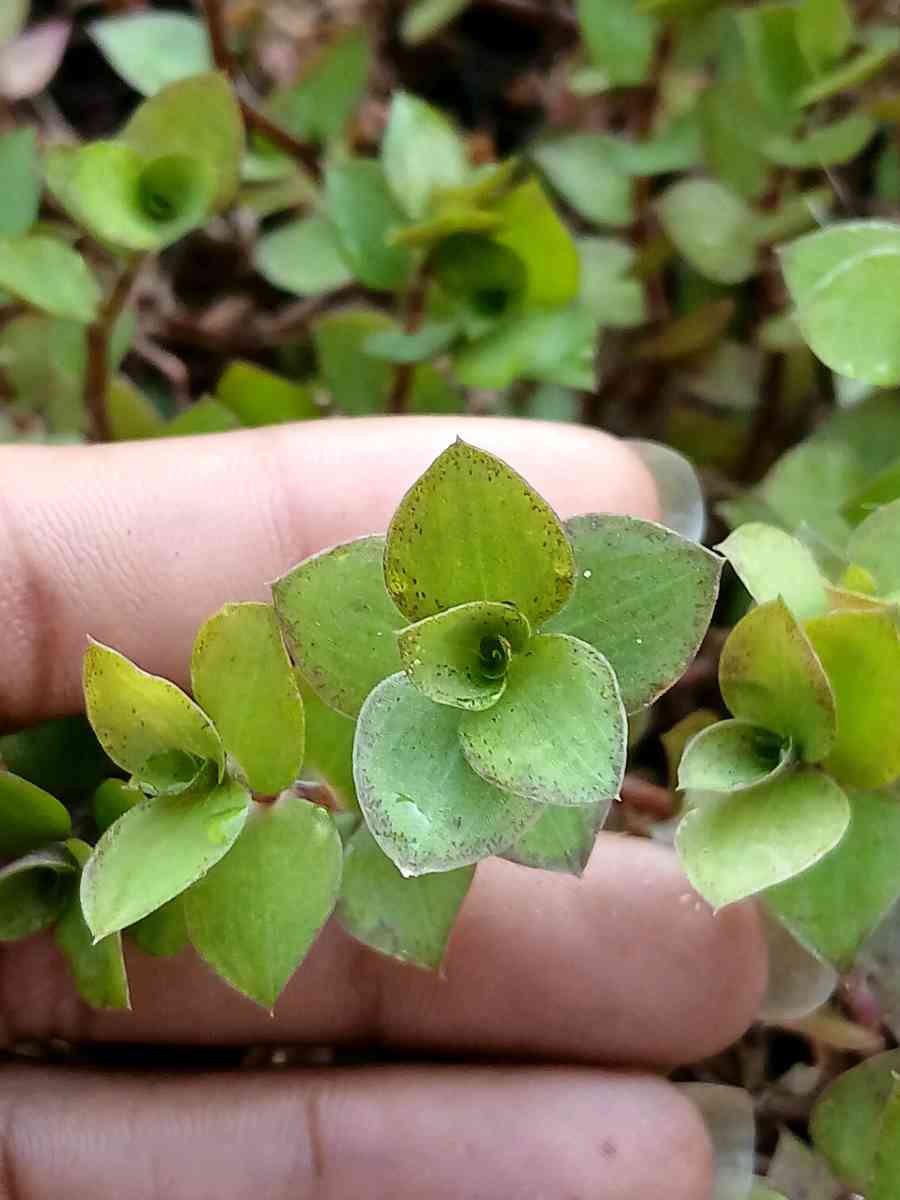 Milkweed and succulents - Lake Placid, Florida - FleaMarketBay
