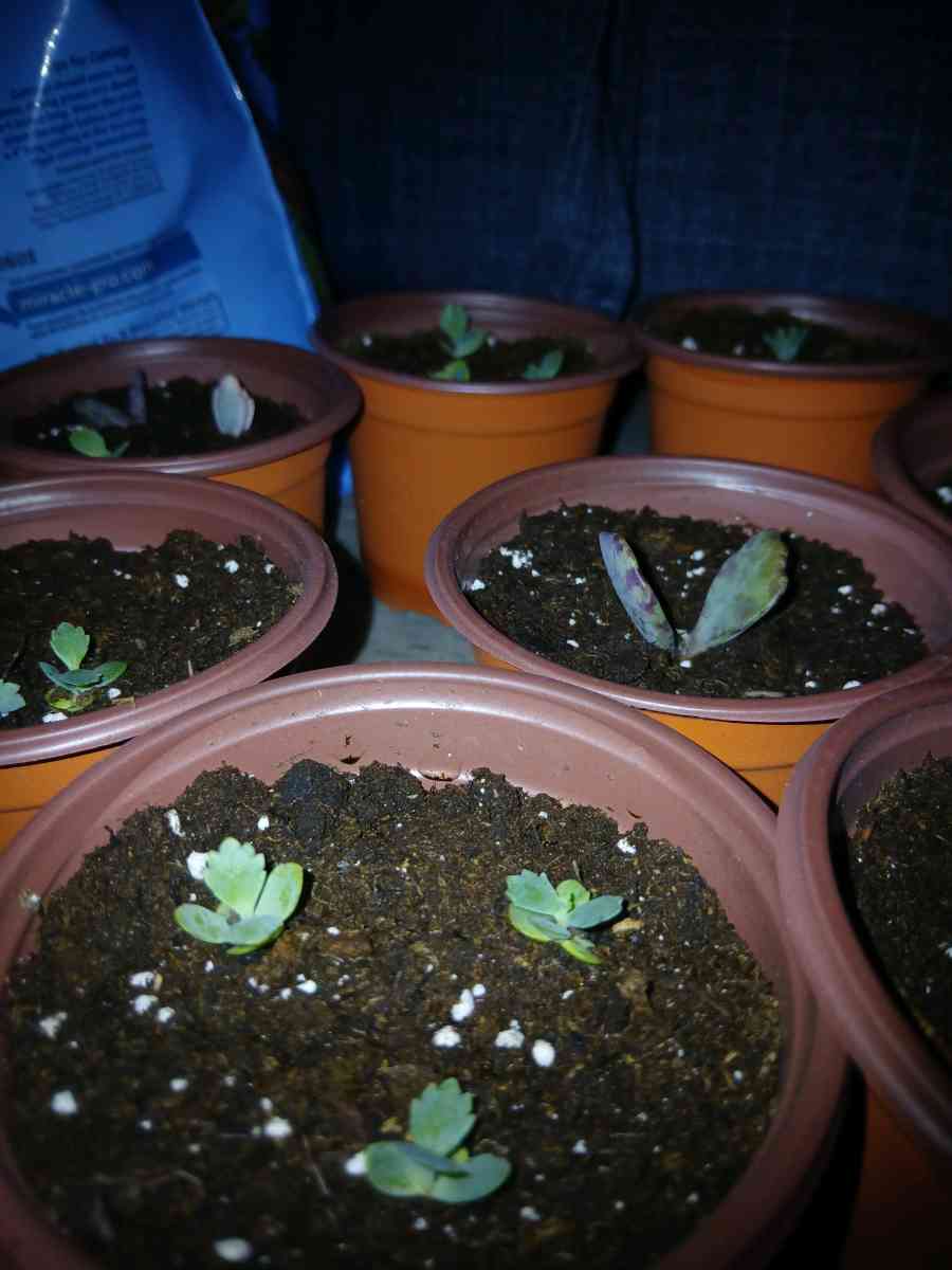 succulents and ground cover plants - Lake Placid, Florida - FleaMarketBay