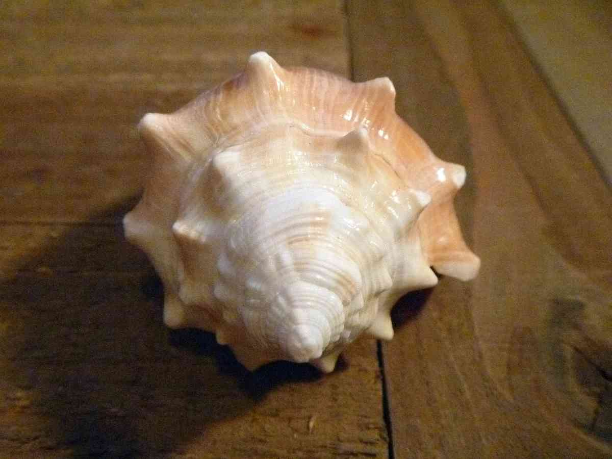 Florida Fighting Conch seashell shell beach ocean decor - Biddeford, Maine - FleaMarketBay