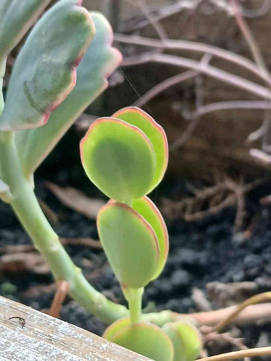 Milkweed and succulents - Lake Placid, Florida - FleaMarketBay