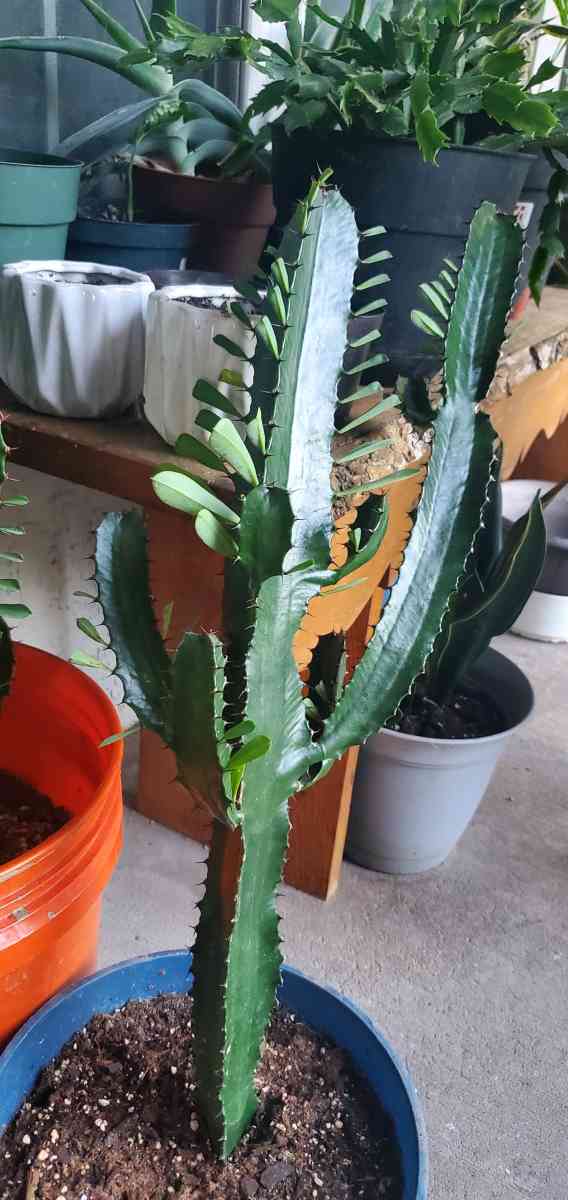 Cactus - Olathe, Kansas