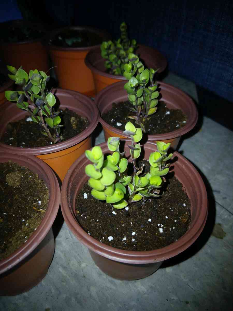 succulents and ground cover plants - Lake Placid, Florida - FleaMarketBay