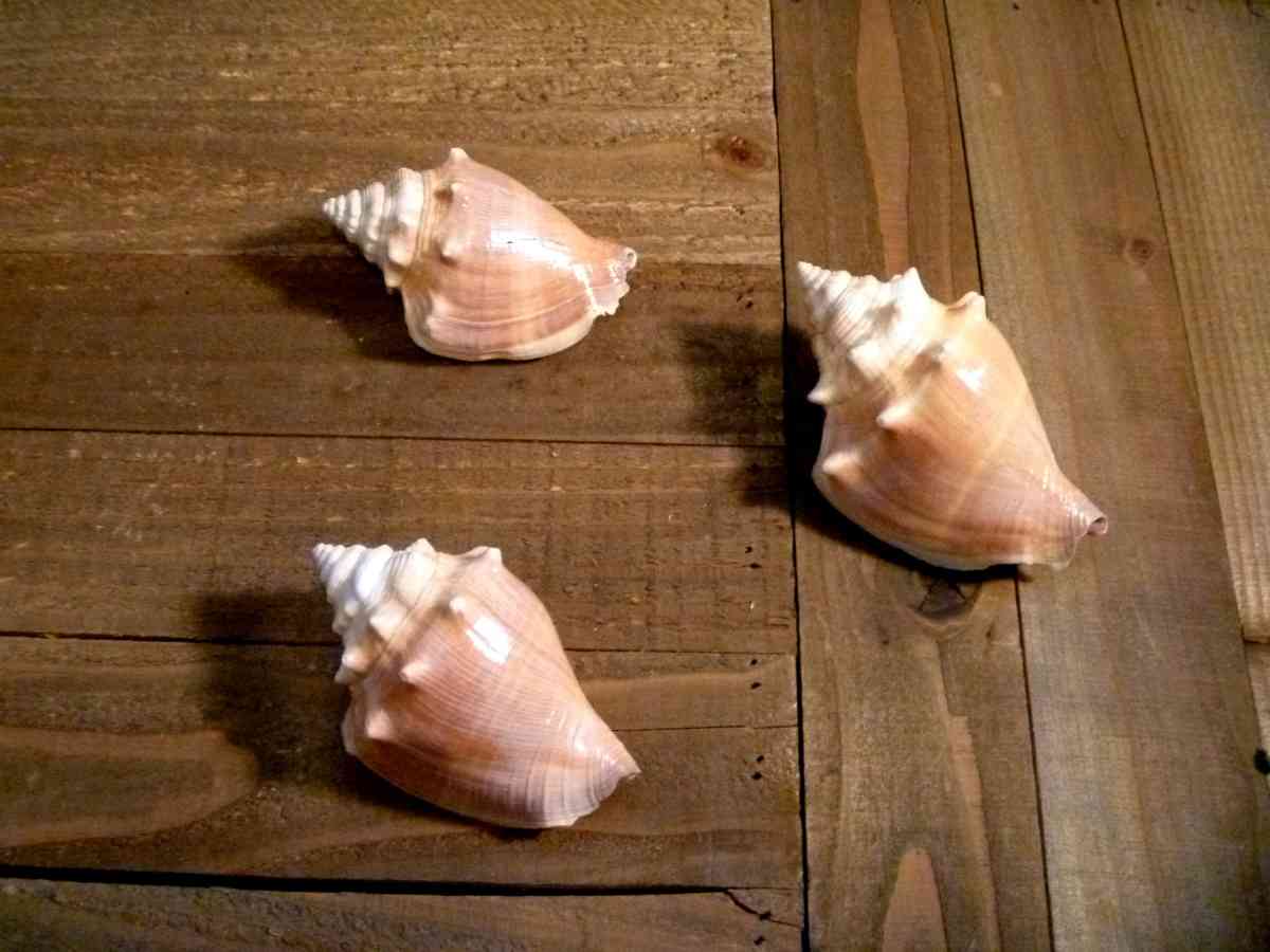 Florida Fighting Conch seashell shell beach ocean decor - Biddeford, Maine - FleaMarketBay