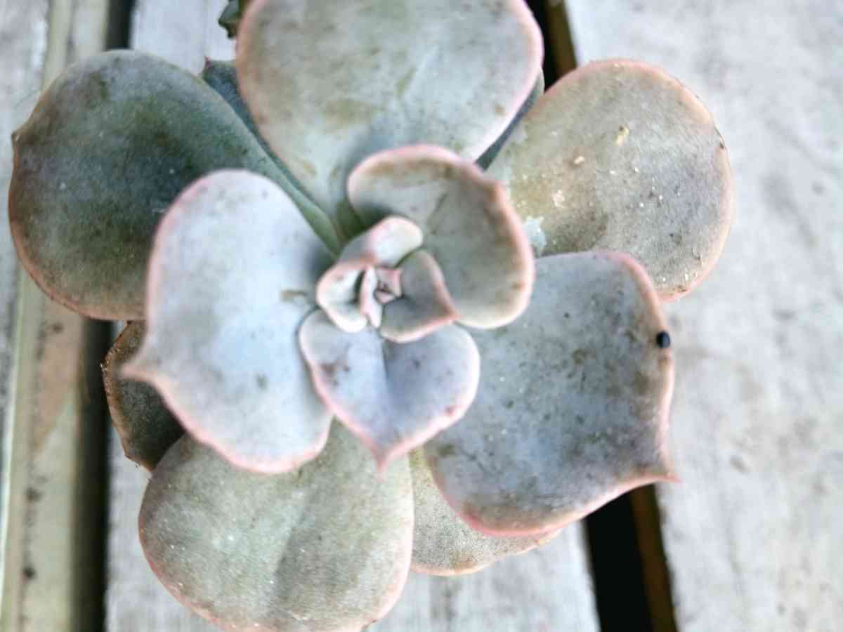 Milkweed and succulents - Lake Placid, Florida - FleaMarketBay